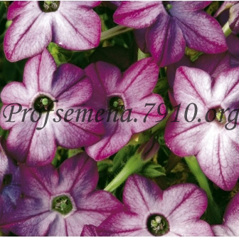   Saratoga Purple Bicolor - 10 