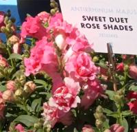  Sweet Duet Rose Shades - 10   NEW!!!
