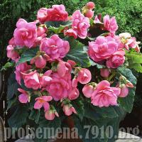  AmeriHybrid Roseform Pink - 5 