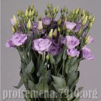   Mariachi Lavender (2) - 5 