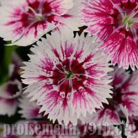   Floral Lace Picotee - 5 