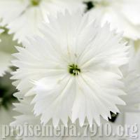   Floral Lace White - 5 