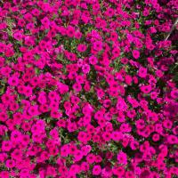   Garden Beauty Deep Violet - 5   NEW!!!